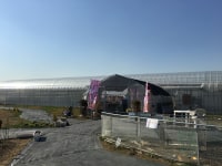 やまちゃんふぁーむいちご畑