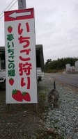 半澤いちご農園