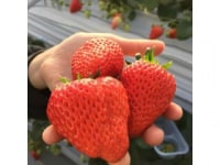 苺の時間　ひるま農園