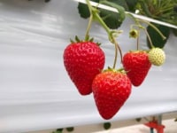 いちごスタジアム