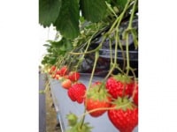 いちご家のむのむ