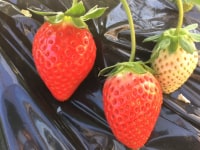 いちごの里まえばし