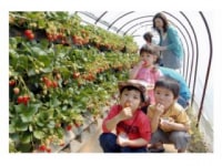 かどやいちご狩り園