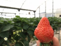 ストロベリー　金指園