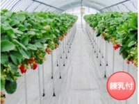 久保田いちご狩り園