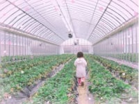 いちご農園　雅ファーム