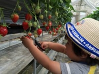 きびファーム美果美香