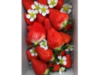 モリヤマファーム