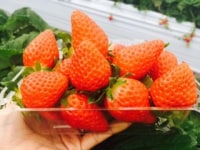 アグリパークみやお