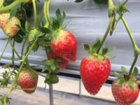 三浦イチゴ園