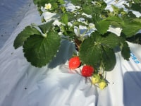 黒羽子観光農園