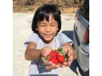 カンナいちご園