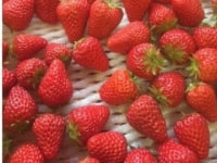 いちご狩り　やさいの家