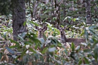 ハンティング北海道