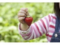 加藤さんのいちご園