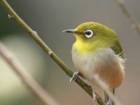 コニファーいわびつ