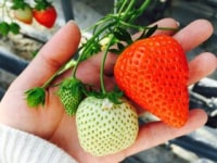 たかずやファーム