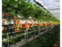 御前崎フルーツファーム