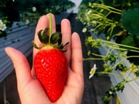 かんざきいちご園