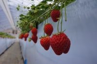 エーアイファーム