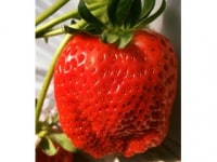 ニコファームうえだ