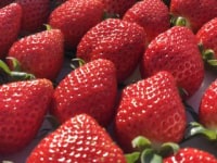 観光いちご園　一伍屋