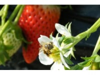 オクタファーム