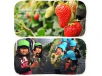 こひろファーム