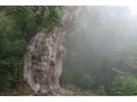 屋久島メッセンジャー