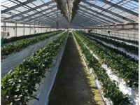 くらもち観光農園