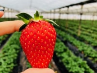 野口英雄イチゴ園