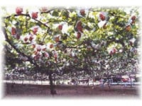 ぶどう狩りの東昇園