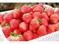 夢ファームあらかわいちご園