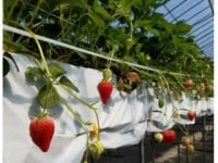 苺工房ファームむらかみ