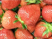 石井農園 Erdbeere
