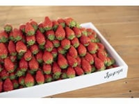 いちご観光農園JYUGOYA