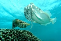 ブクブクダイバーズ