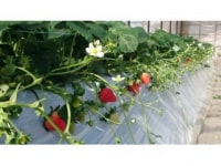 竹ノ内観光農園