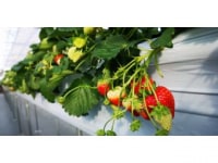 STRAWBERRY　GARDEN　ROYAL