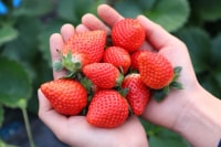 みぶストロベリーファーム