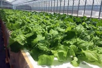 ファーム海女乃島