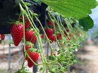 農事組合法人　永昌寺山憩いの農園