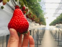 いちごの里　すずき農園