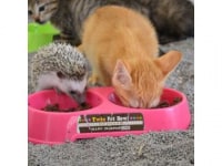 猫とハリネズミのCafe　Cherish