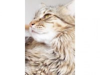 猫カフェ mof.mof