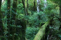 屋久島ガイド旅樂