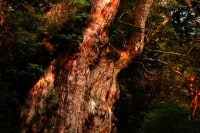 屋久島モストレル