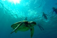 屋久島ダイビングリゾートDIVE ANCHOR