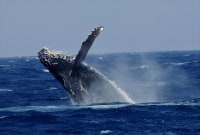 マリンハウスシーサー(那覇店)