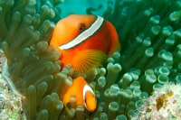 沖縄ダイビングサービスバナナリーフ